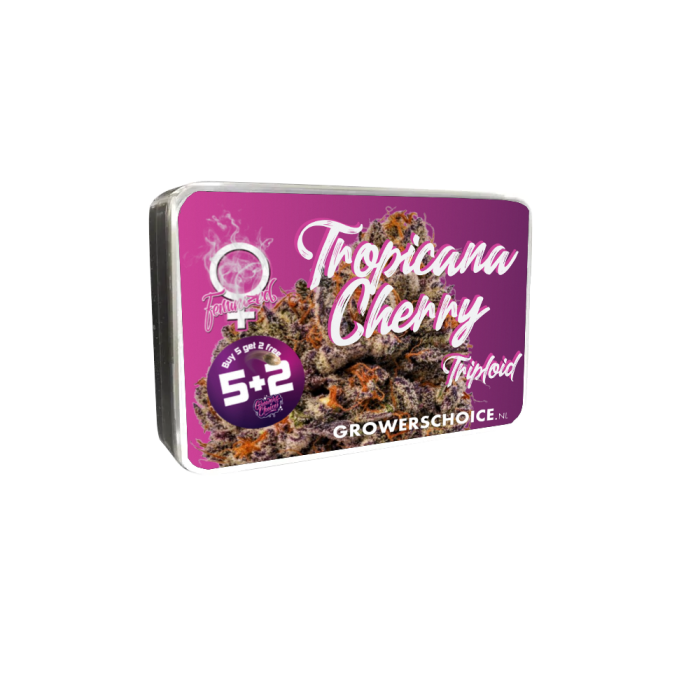 Triploid F1 Tropicana cherry 3 + 1 Seeds - Growers Choice