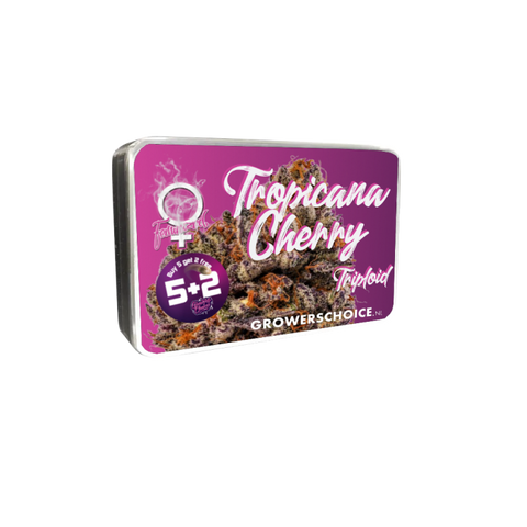 Triploid F1 Tropicana cherry 3 + 1 Seeds - Growers Choice
