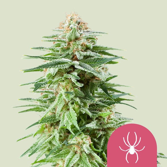 White WIdow - Feminized - 3 Seeds + 3 Sample Seeds - Royal Queen Seeds